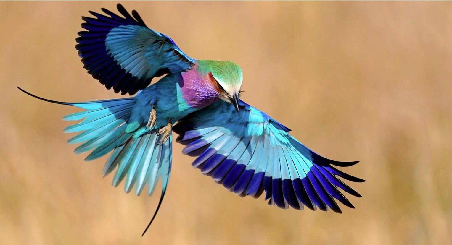 National bird. Сиреневогрудая сизоворонка. Сизоворонка Coracias garrulus. Сиреневогрудая сизоворонка, красотка. Сиреневогрудая сизоворонка гнездо.