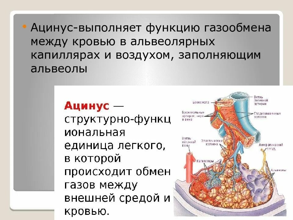 Какую функцию выполняет газообмен