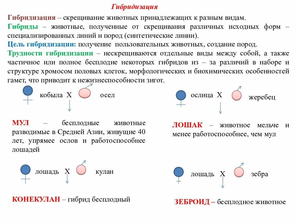 Гибридизация задание. Гибридизация это скрещивание. Методы скрещивания животных. Скрещивание виды скрещивания животных. Виды гибридизации животных.