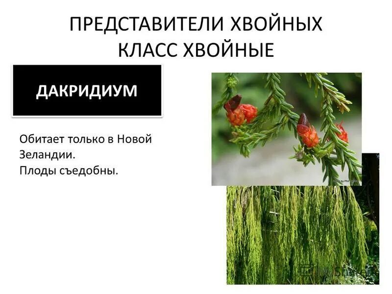 Значение семенных растений в природе. Класс хвойные представители. Представители семенных. Хвойное растение со съедобными плодами. Конифера представители.