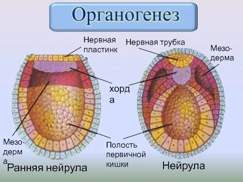 Образование хорды формирование двухслойного