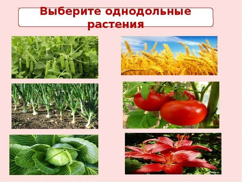 Однодольные культурные растения. Покрытосеменные овощные. Какие растения относятся к однодольным. Овощные растения среди покрытосеменных. Покрытосеменные растения относятся к высшим