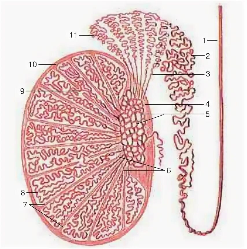 Схема строения семенника и придатка семенника. Придаток яичка анатомия строение. Придаток семенника на схеме. Строение семенника анатомия. Мужские яички органы