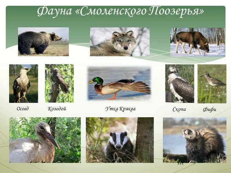 Картинки ЦАРСТВО ЖИВОТНЫЕ 4 КЛАСС