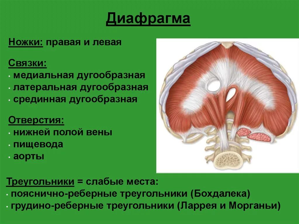 Выполняет функцию диафрагмы. Части и отверстия диафрагмы. Строение диафрагмы человека. Грудобрюшная диафрагма анатомия. Диафрагма расположение части отверстия функции.