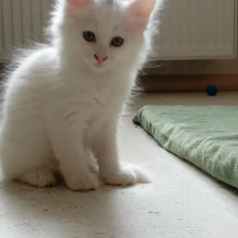 Котенок ангорской кошки Котенок, Кошки, Животные