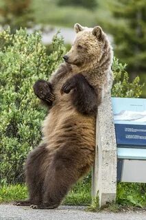 Give bear