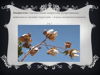 Панфитотия