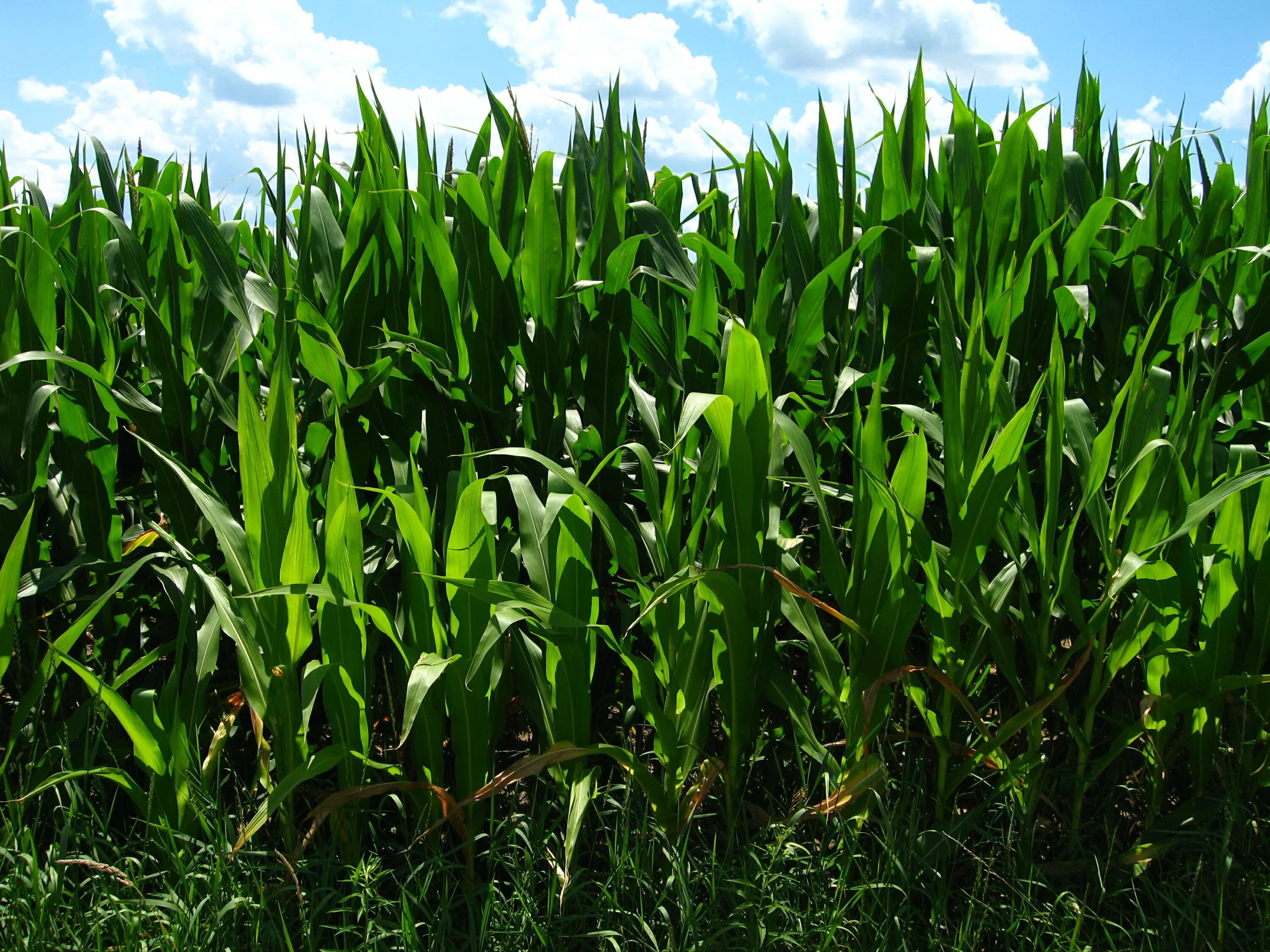 Many corns