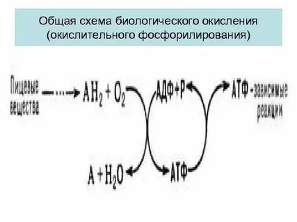 Биологическое окисление и окислительное фосфорилирование