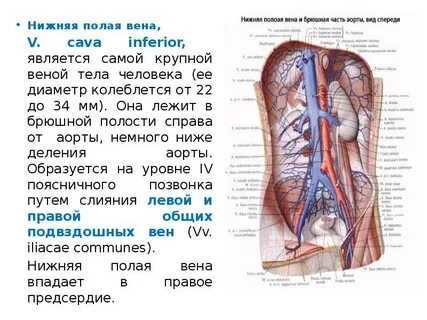 Полая вена где находится