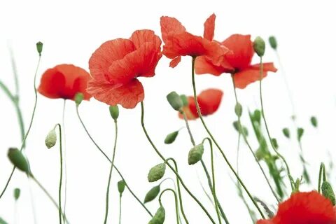 Poppy market