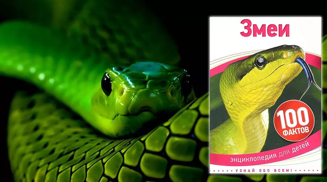 Is there a snake