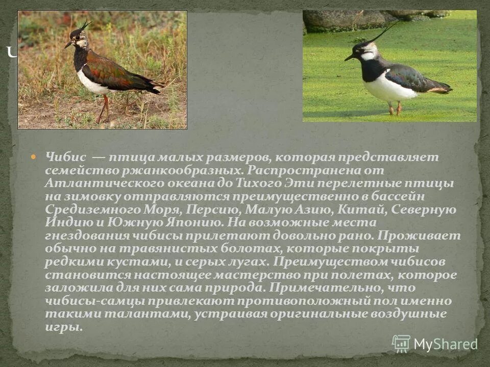 Чибис ножевое. Чибис пигалица. Чибис обыкновенный. Чибис пигалица птица. Чибис пигалица описание.