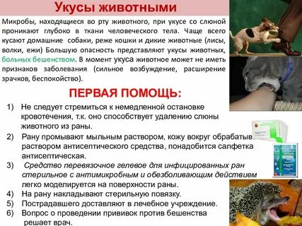 Оказание первой помощи при укусе дикого животного