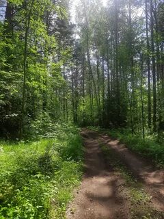 Пермь лес