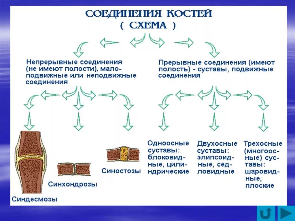 Таблица соединений кости. Схема соединения костей 8 класс. Схема соединения костей человека. Соединение костей скелета схема. Прерывные соединения костей таблица.