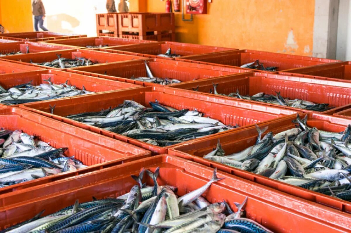 Рыбная промышленность дальнего востока. Рыбная продукция. Свежая рыба. Экспортеры рыбы. Рыбная промышленность крыма.