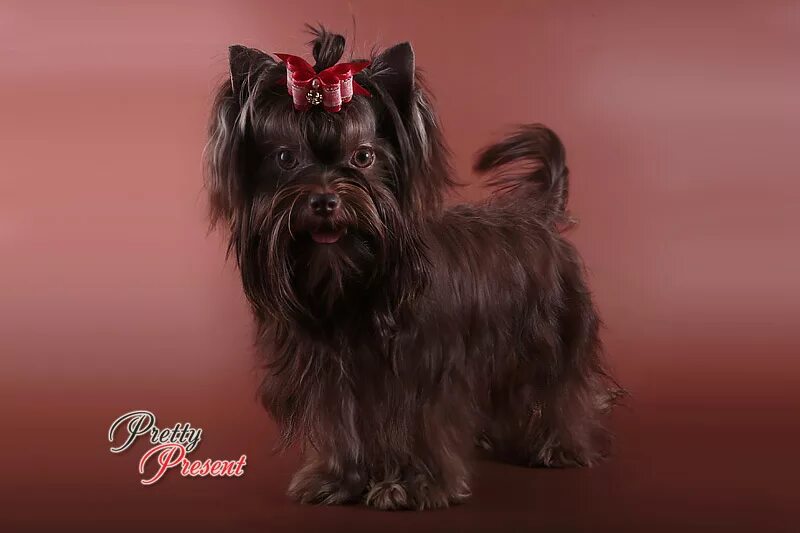 Бир йоркширский терьер. Биро йоркширский терьер. Бир йоркширский терьер. Шоколадный бивер терьер. Биро и бивер йорк.