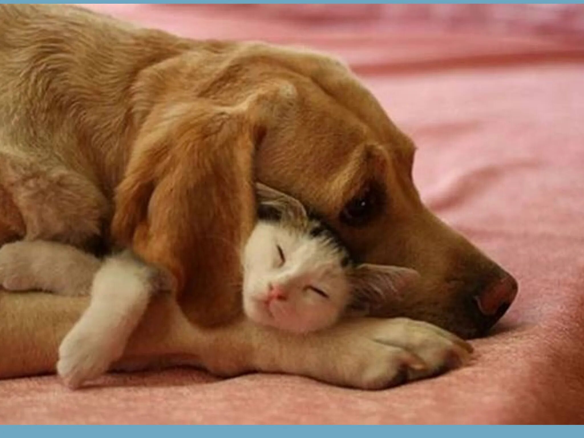 Объятия животных. Обнимает собаку. Кот и собака любовь. Собака обнимает кошку. Friends for pets