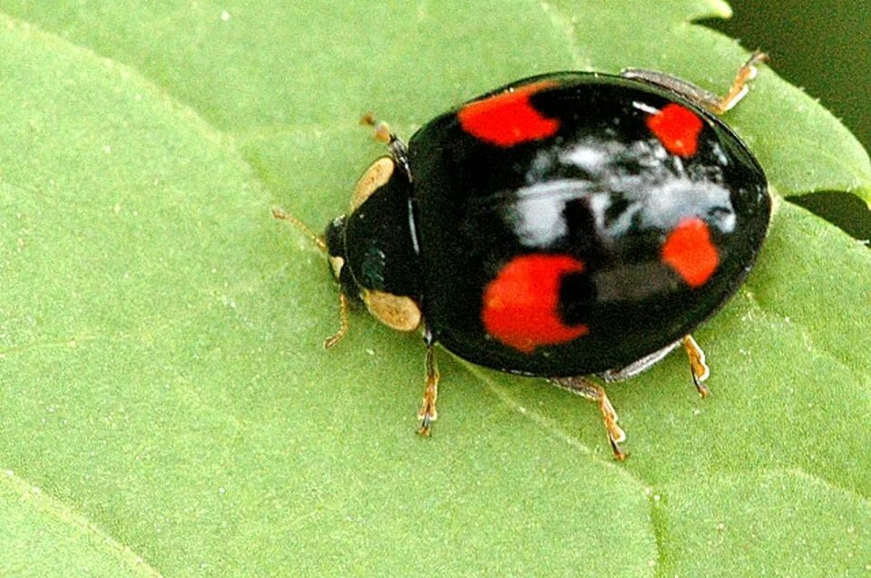 Божья коровка черные точки. Божья коровка Harmonia axyridis. Азиатская Божья коровка (Harmonia axyridis). Хармония аксиридис. Божья коровка черная с красными пятнами.