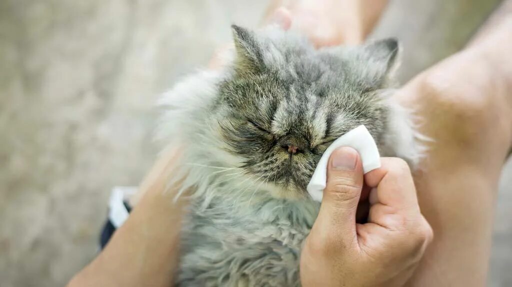 Забота о кошке. Ветеринар с котенком. Уши кота. Самостоятельный кот. Cat s care.