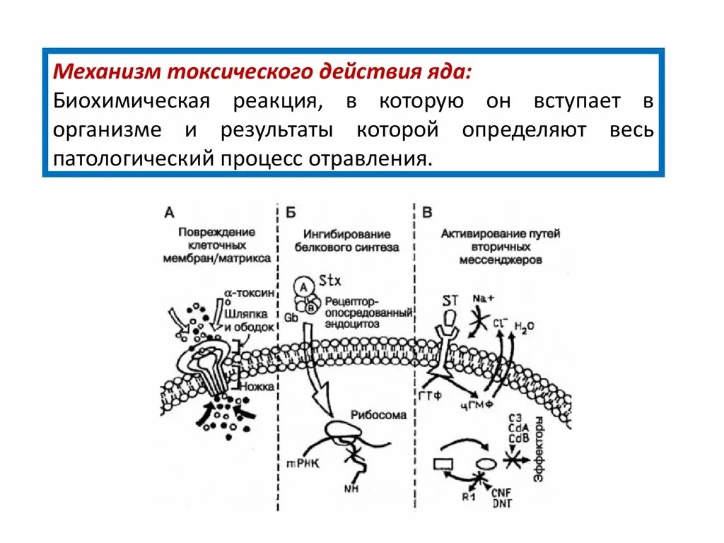 Действие ядов на человека. Биохимические механизмы токсического действия. Механизм токсического действия яда. Механизмы токсического действия зоотоксинов. Механизмы токсического действия нейротоксинов.