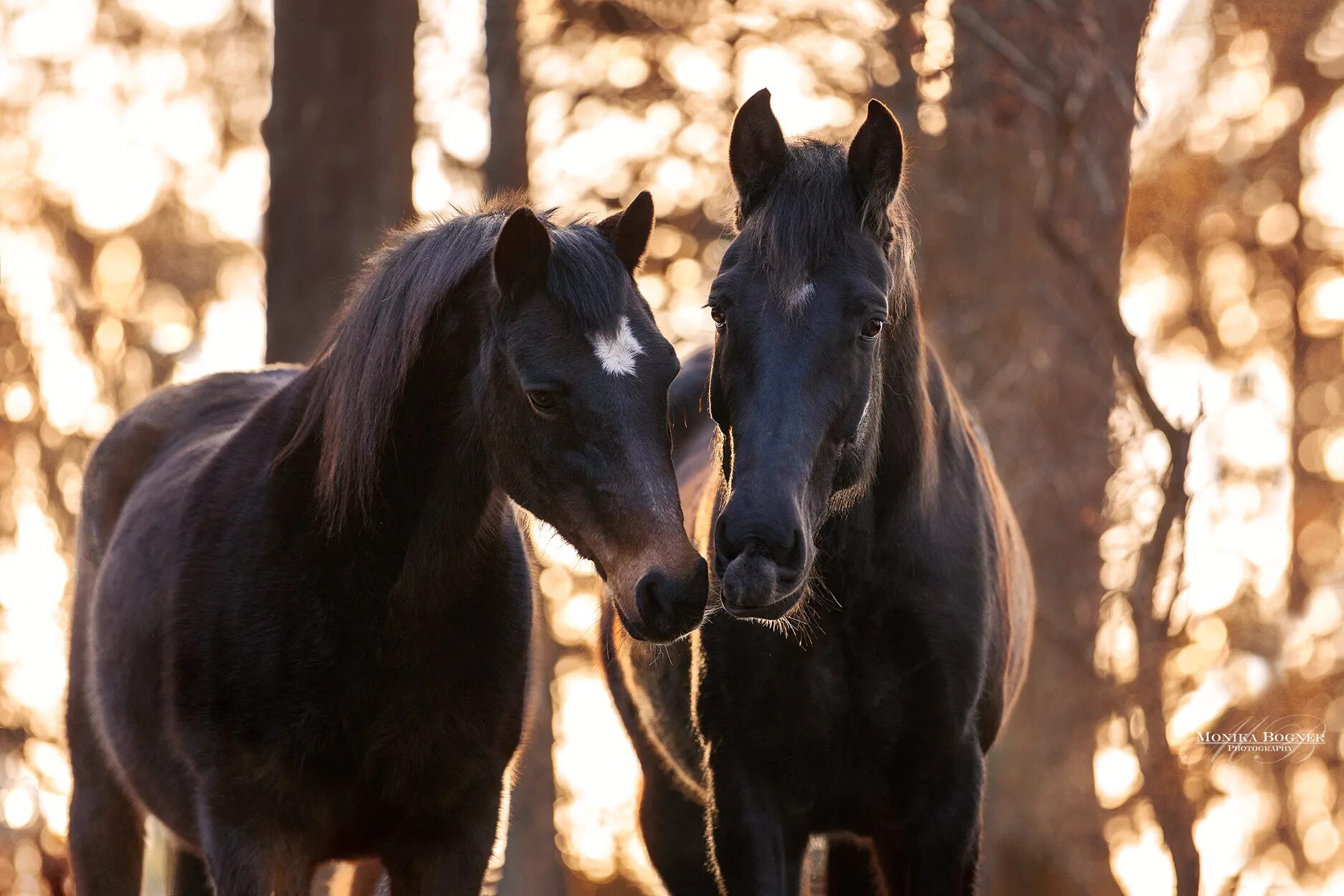 Horse family