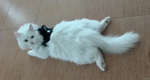 Полторы кошки