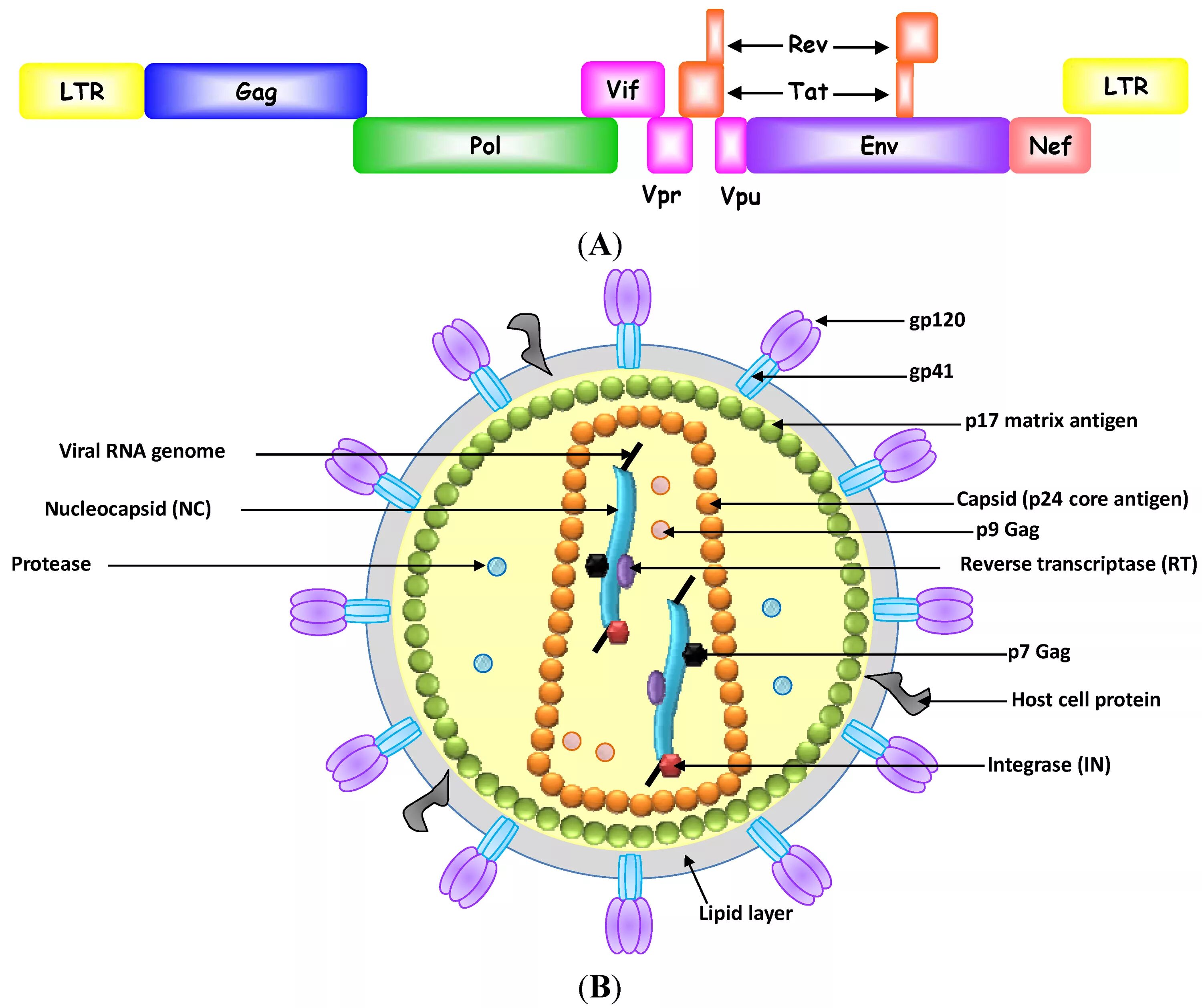 Hcv rna. HIV virus structure. Вирион ВИЧ. Строение ВИЧ вируса схема. HIV Genome.