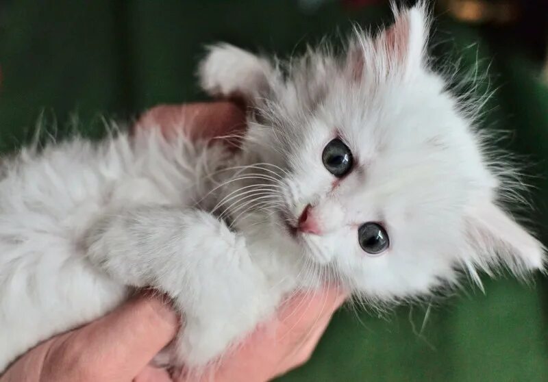 К чему снятся котята маленькие красивые. Белый котенок. Много белых котят. Три белых пушистых котёнка. Маленькие котята девочки беленькие.