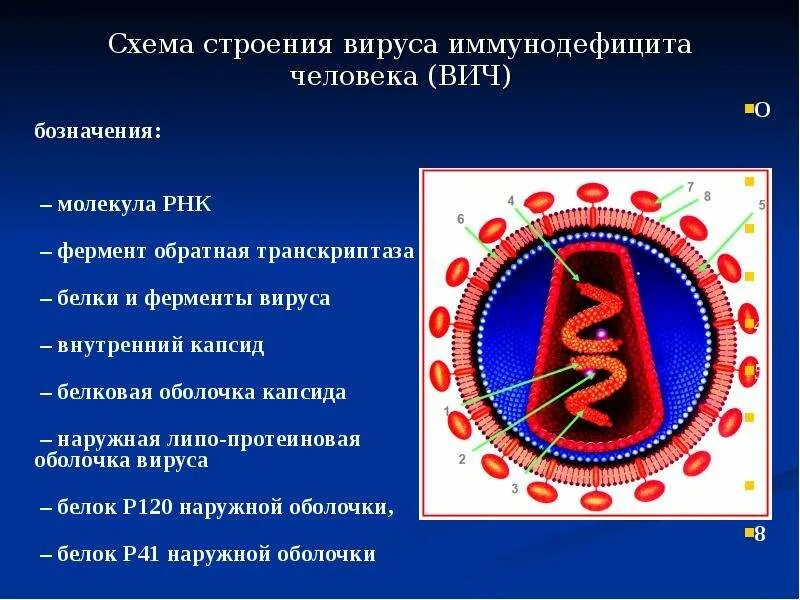 Белки вич. Ферменты, входящие в состав вириона ВИЧ. Ферменты входящие в состав вириона ВИЧ тест. Строение вируса СПИДА. Строение вируса ВИЧ.