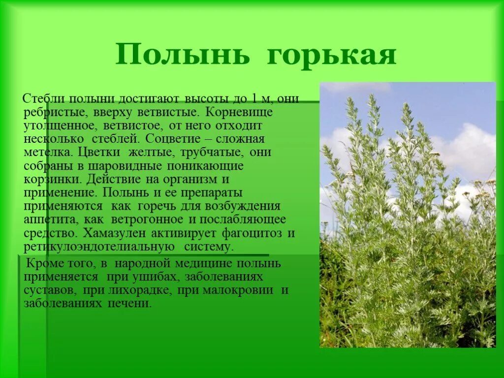 полынь обыкновенная гербарий. полынь горькая и полынь обыкновенная. полынь обыкновенная (artemisia vulgaris). полынь горькая период цветения. полынь обыкновенная стебель.