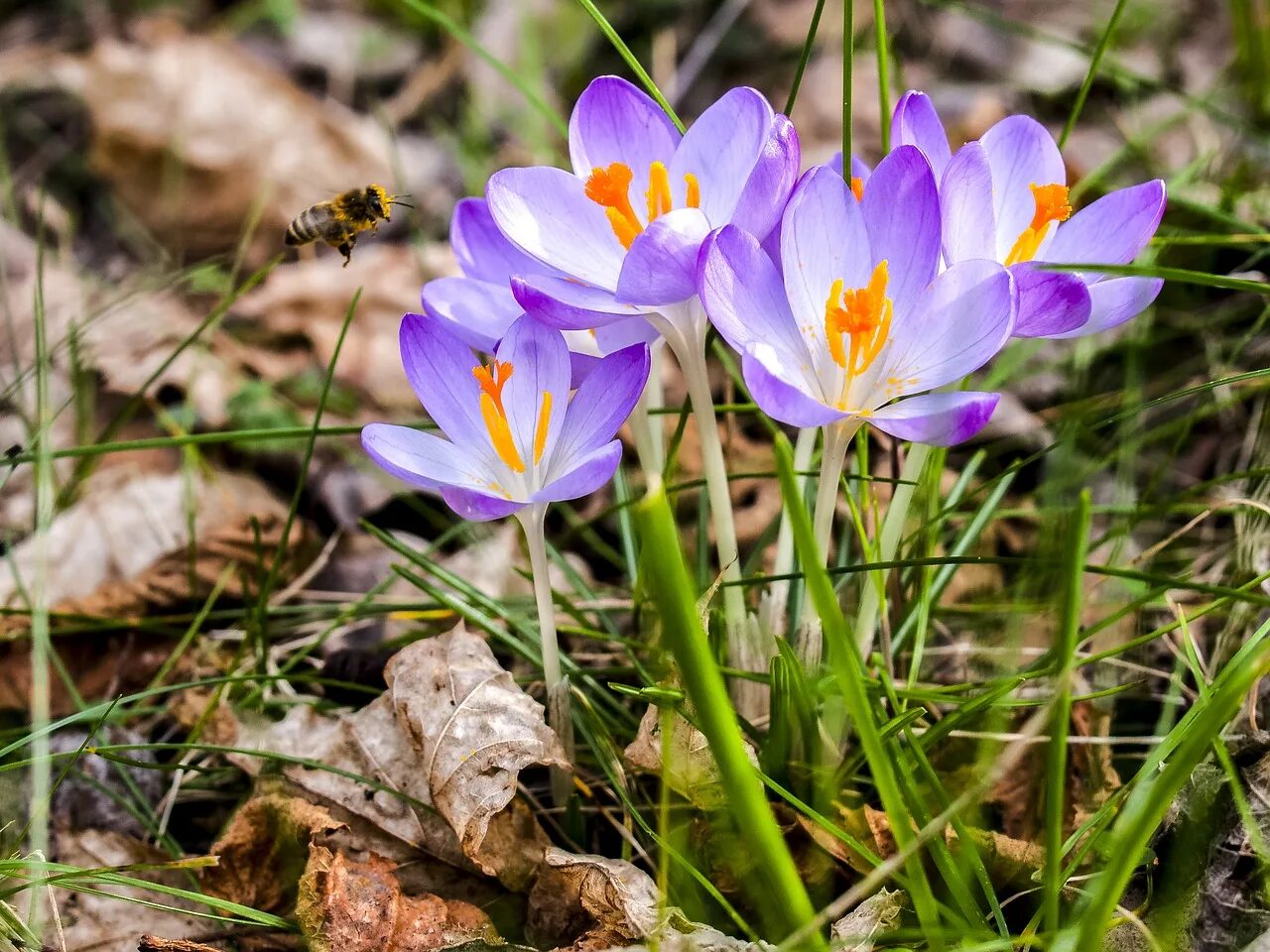 Фото мамы с ребенком крокус. Крокус цветок. Crocus Blossom. Крокус для дошкольников. Крокусы на белом фоне.