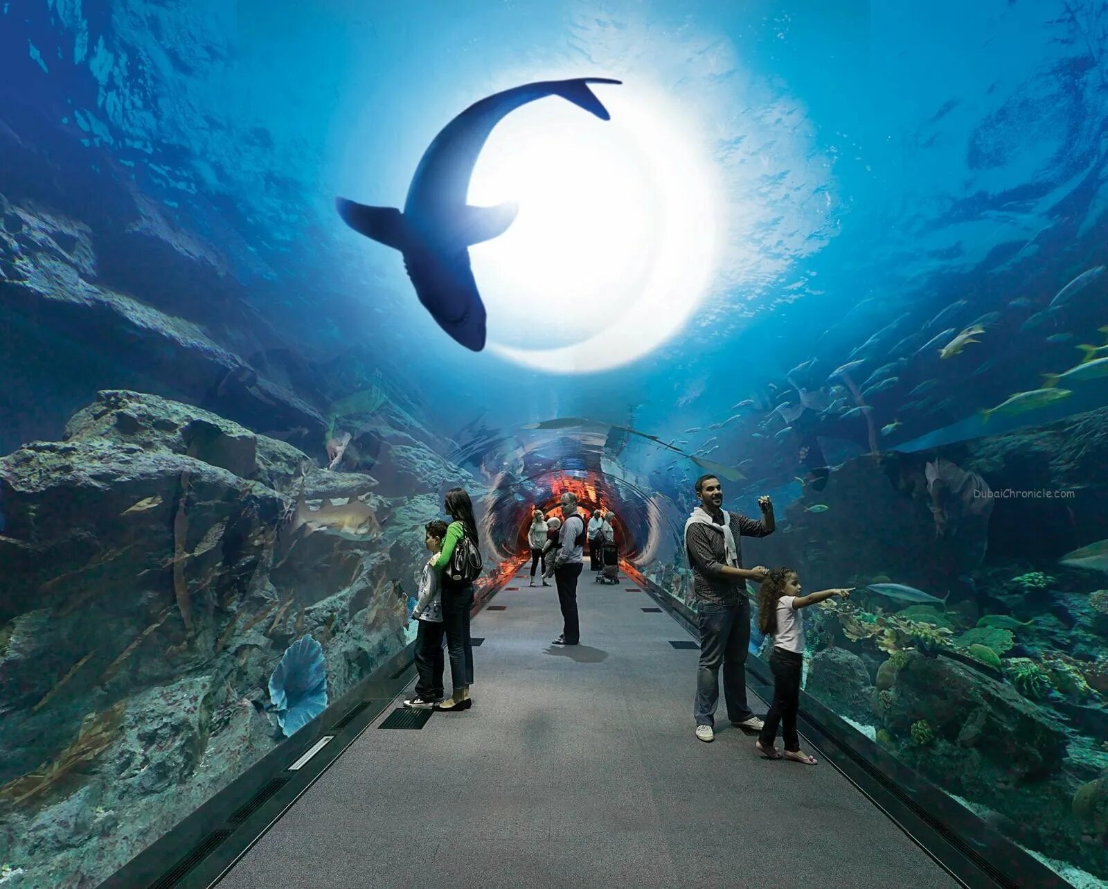 Открытие самого большого океанариума. Дубай Молл аквариум. Дубайский океанариум в Дубай молле. Аквариум "Dubai Mall" (ОАЭ, Дубай). Дубай аквариум в Дубай Молл.