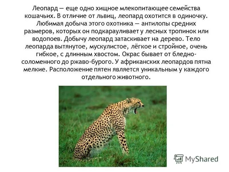 млекопитающее семейства кошачьих кроссворд