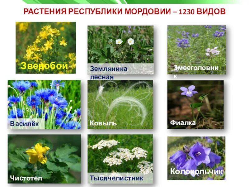Проект разнообразие природы родного края мордовия. Растительный мир мордовии. красная книга мордовии животные и растения. растения республики мор. растения республики мордовия.