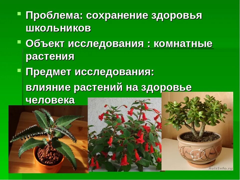 Домашние цветы опасные для людей. Полезные комнатные растения. Ядовитые цветы комнатные. Опасные комнатны еарстения. Комнатные цветы вредные для здоровья.