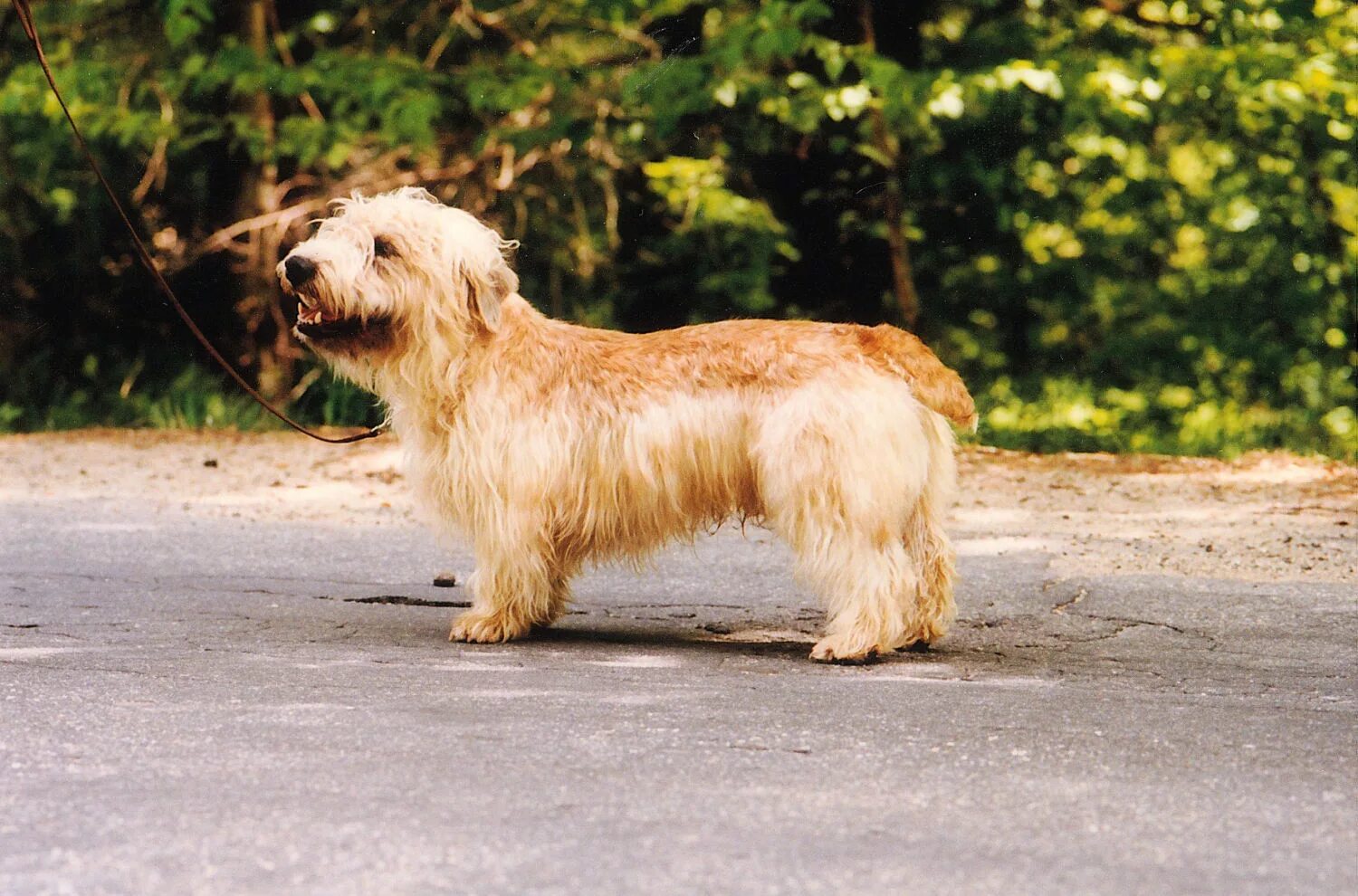 Груминг глен оф имаал терьер. Глен терьер. Ирландский глен оф имаал терьер порода. Глен терьер. Ирландский глен оф имаал терьер.