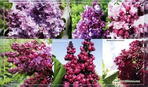 Расстояние посадки сирени