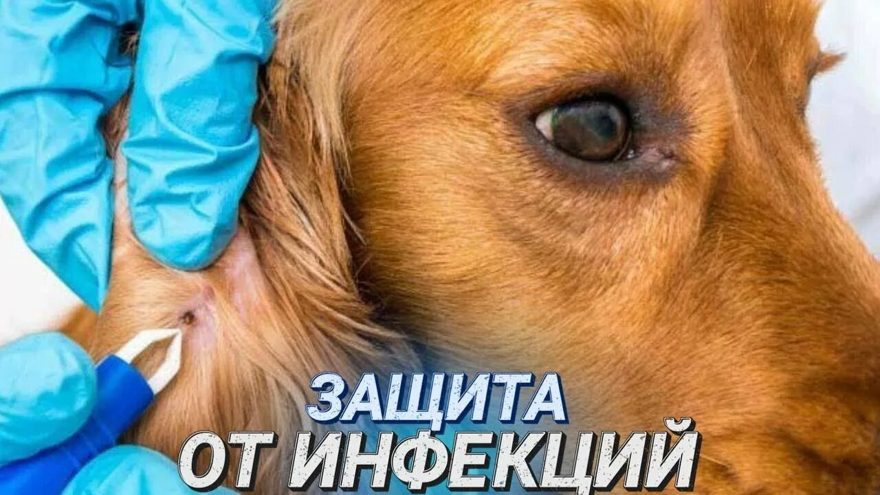 Клещи пироплазмоз у собак. Пироплазмоз последствия. Схема лечения пироплазмоза. Пироплазмоз последствия. Пироплазмоз последствия.