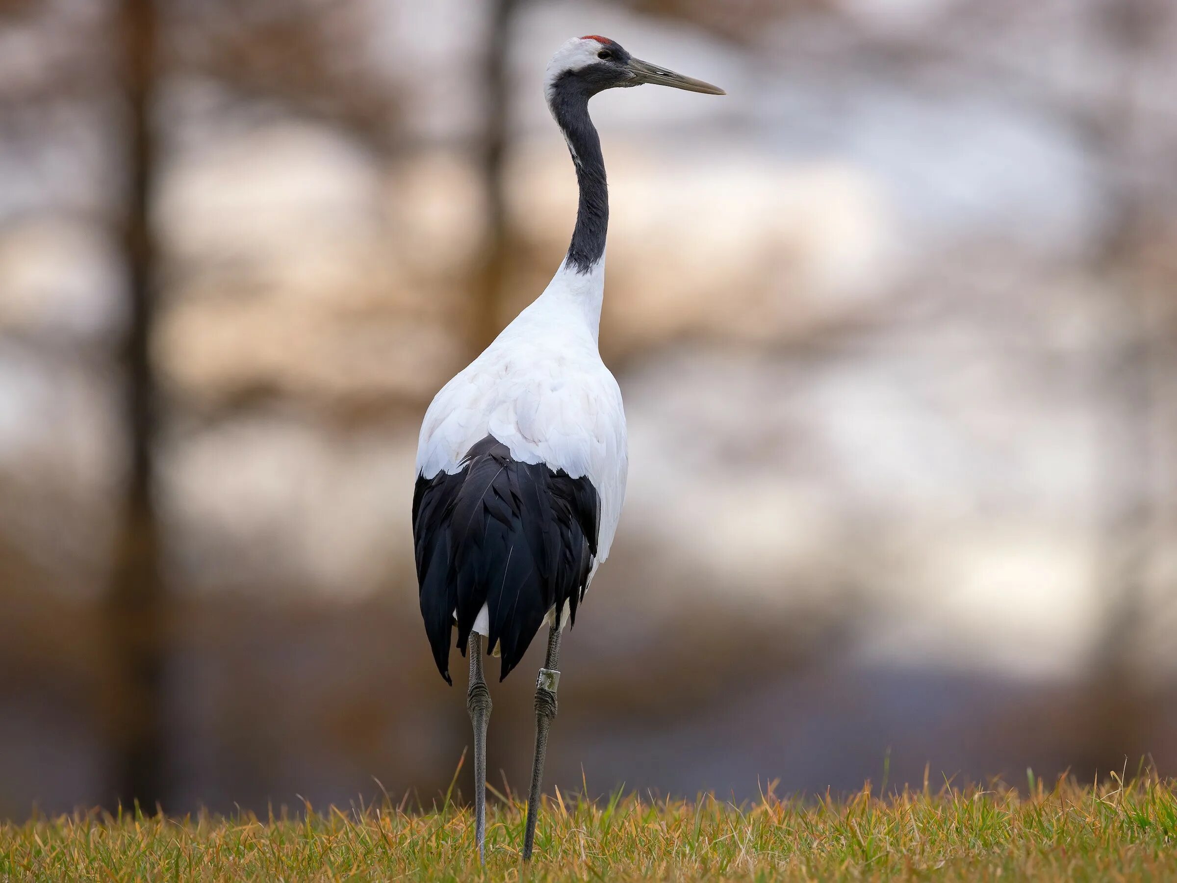 Японский (уссурийский) журавль grus japonensis. Маньчжурский журавль. Маньчжурский красноголовый журавль. Маньчжурский красноголовый журавль. Уссурийский журавль.