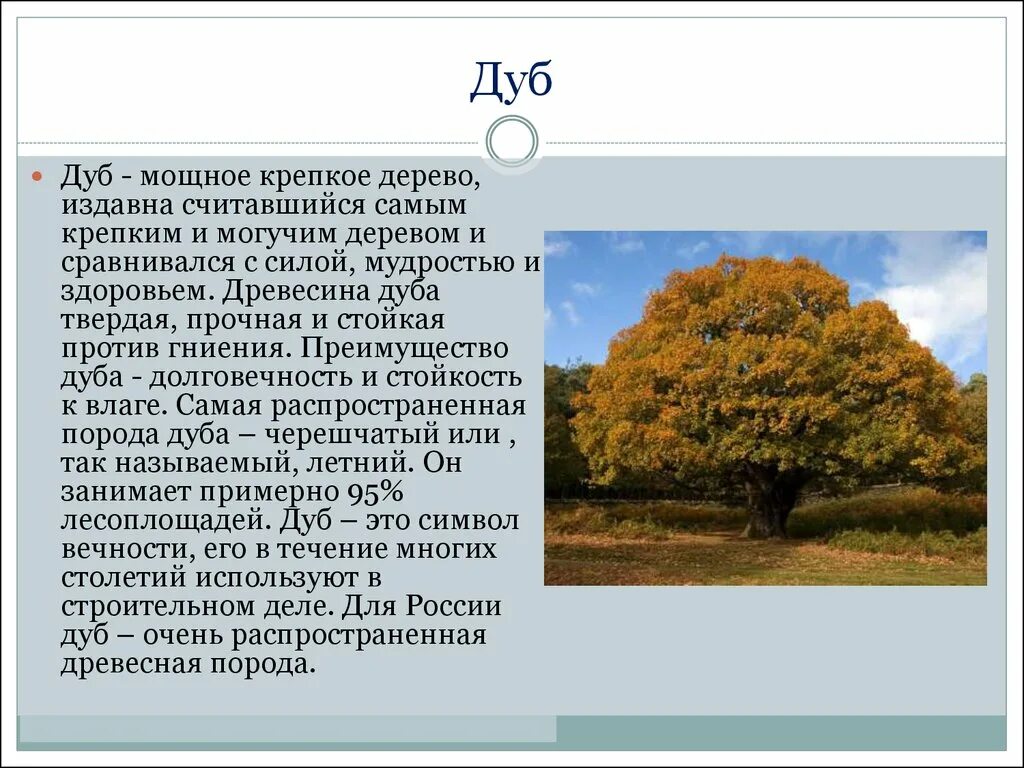 Сообщение о дубе. Описание дуба. Дуб дерево описание. Дуб краткое описание.