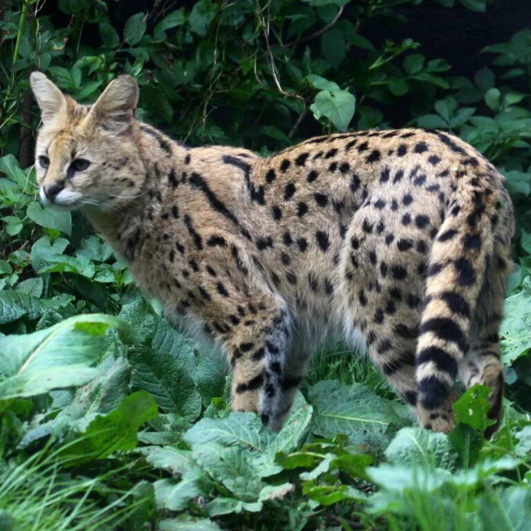 Как выглядит африканская кошка F1 Savannah Cat florida Illinois New Jersey Детеныши животных, Сервал, Очаровате