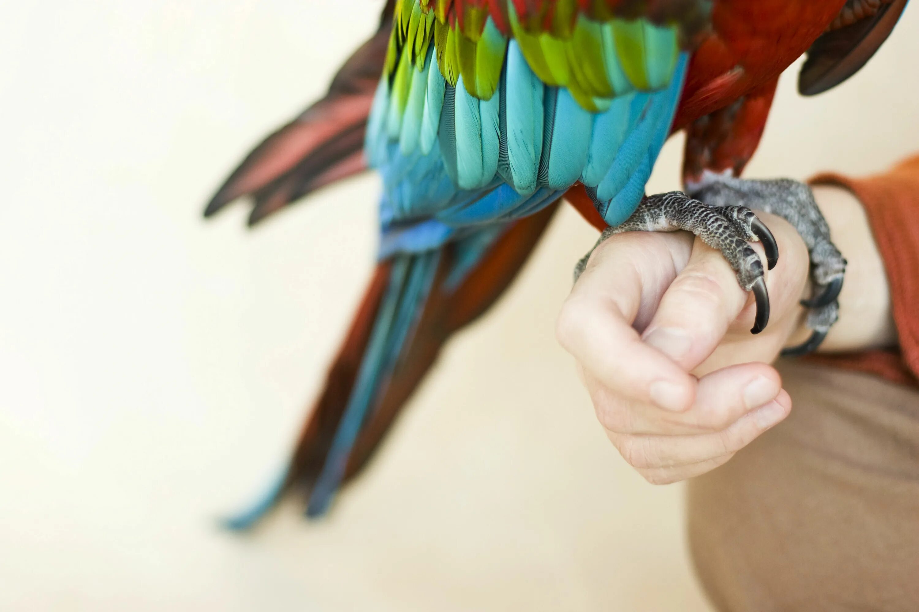 I ve parrot. Попугай ара. Большой попугай на руках. Ара на руке. Попугай ара на руке.