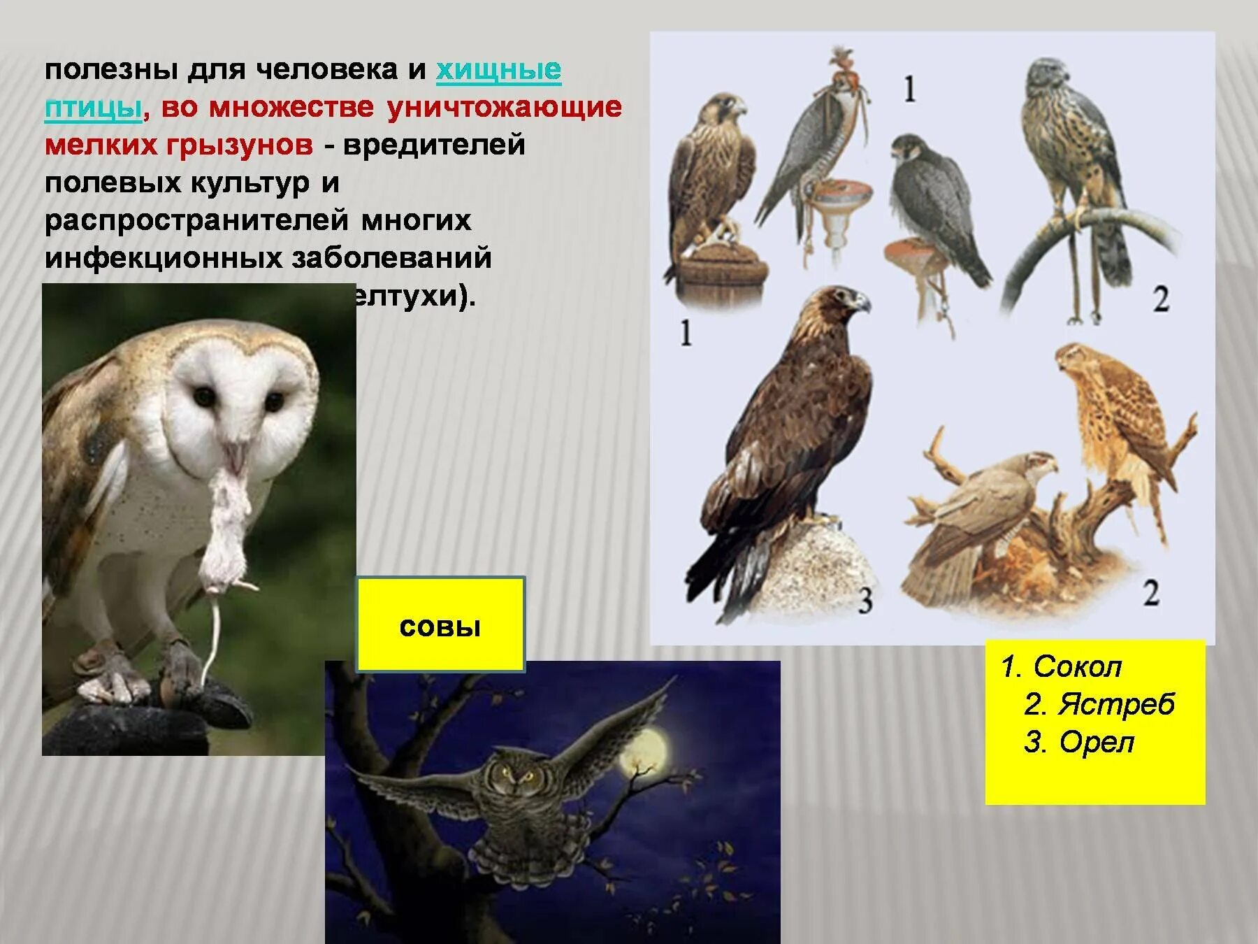 Значение хищных животных. Презентация на тему хищные птицы. птицы в природе и в жизни человека. дневные хищные птицы представители. питание дневных хищных птиц.