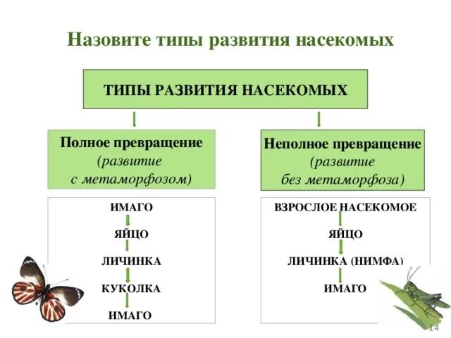 Тип развития с метаморфозом и прямое. Типы развития с полным и неполным превращением. типы развития насекомых полное превращение. схема развития насекомых с неполным превращением. цикл развития насекомых с полным и неполным превращением.
