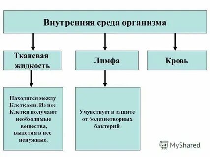 Самый тяжелый орган тканевая жидкость