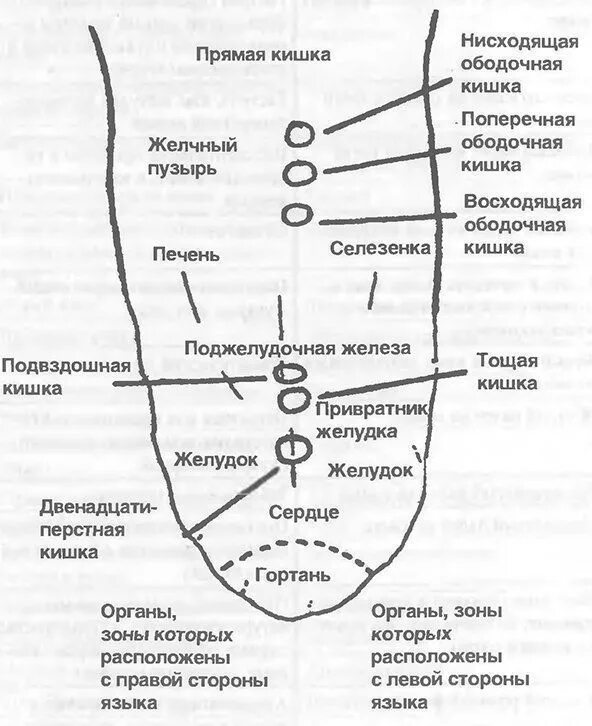 Как определить больной орган. Огулов язык схема. Проекция органов Огулов. Проекционные зоны органов на языке. Огулов проекционные зоны языка.