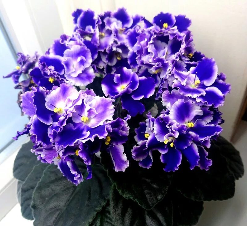 фиалки рапсодия. фиалка рапсодия. фиалки рапсодия. фиалка rhapsodie clementine. фиалка rhapsodie clementine (holtkamp).